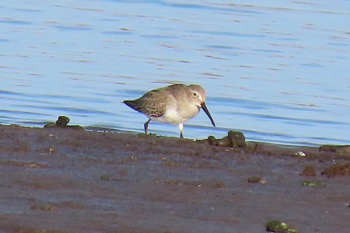 ハマシギ - ML646879374