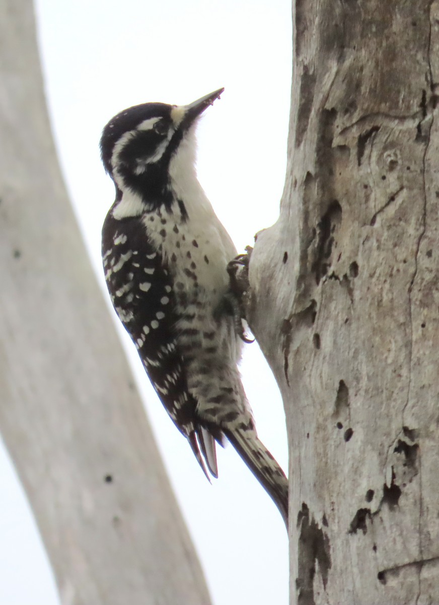 Pic de Nuttall - ML646879375