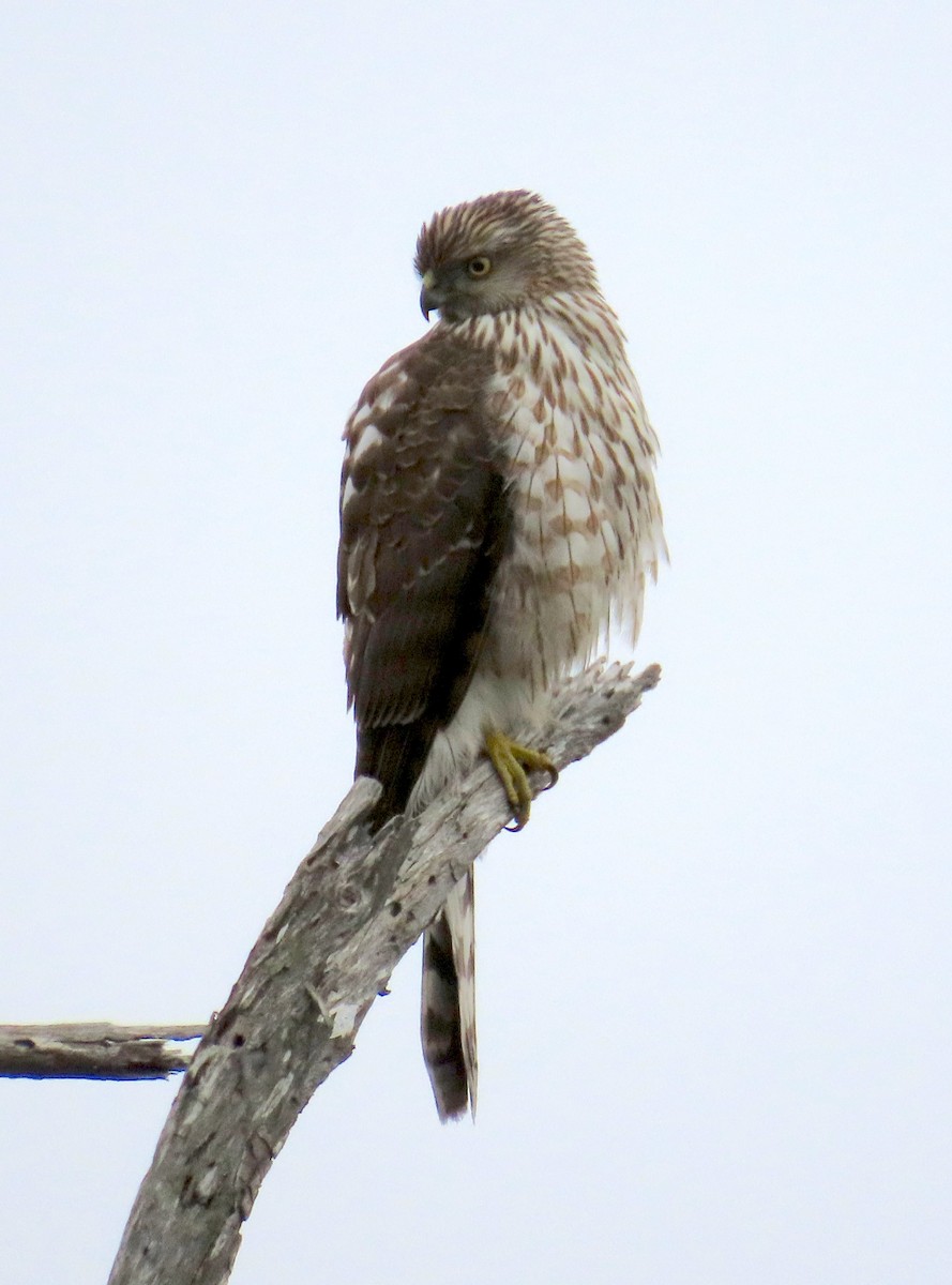 Épervier de Cooper - ML646879391