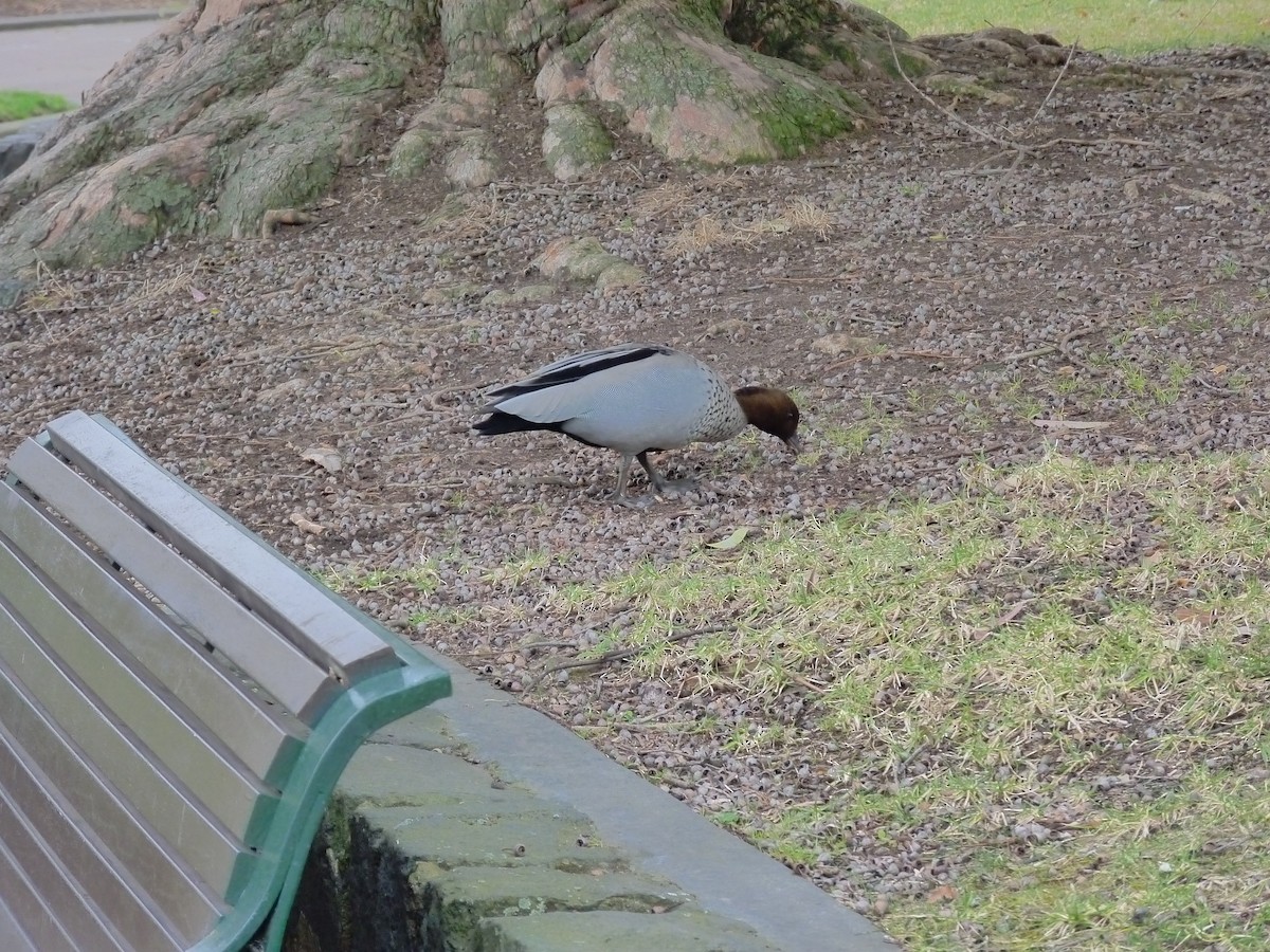 Maned Duck - ML646879392