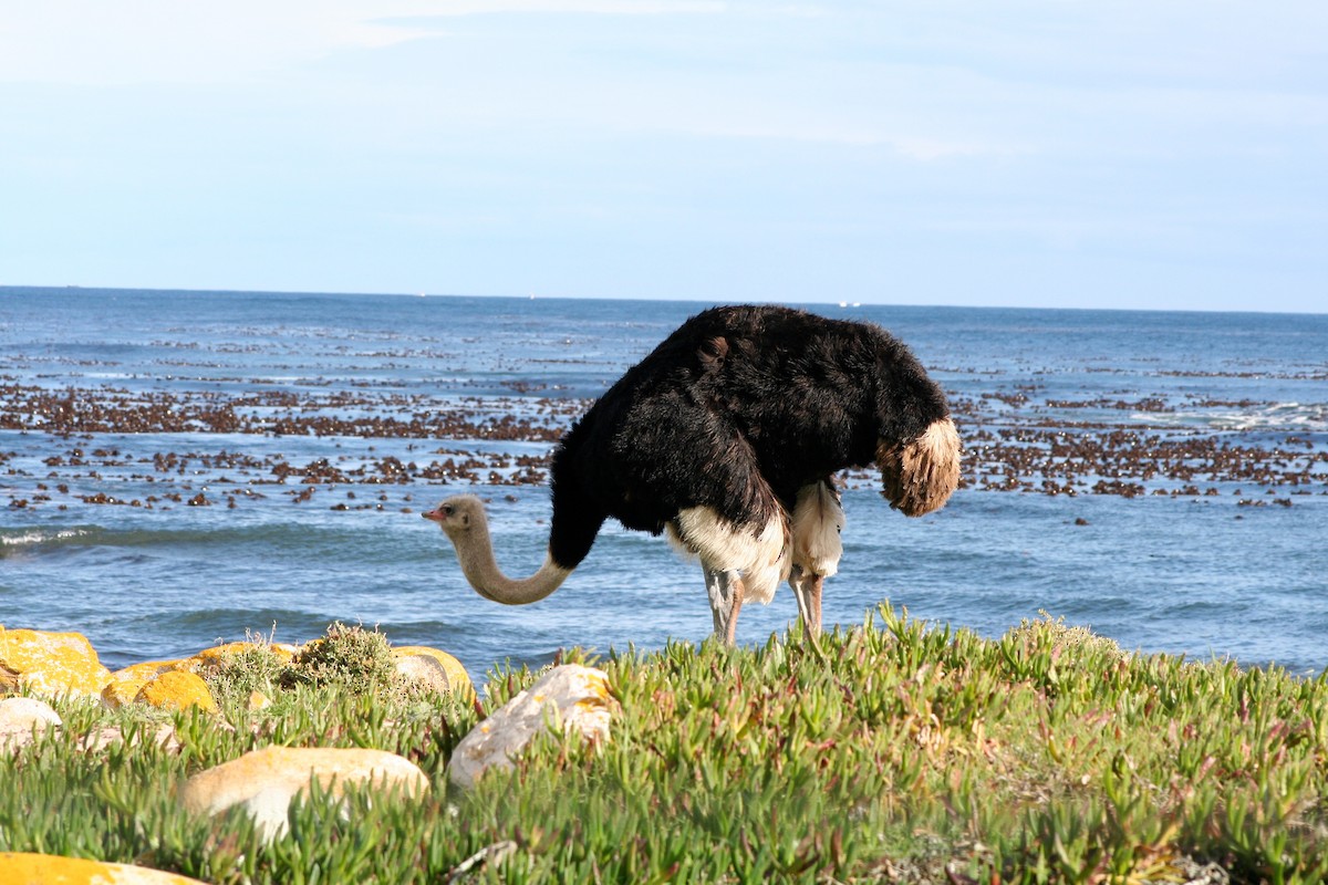 Common Ostrich - ML646879393