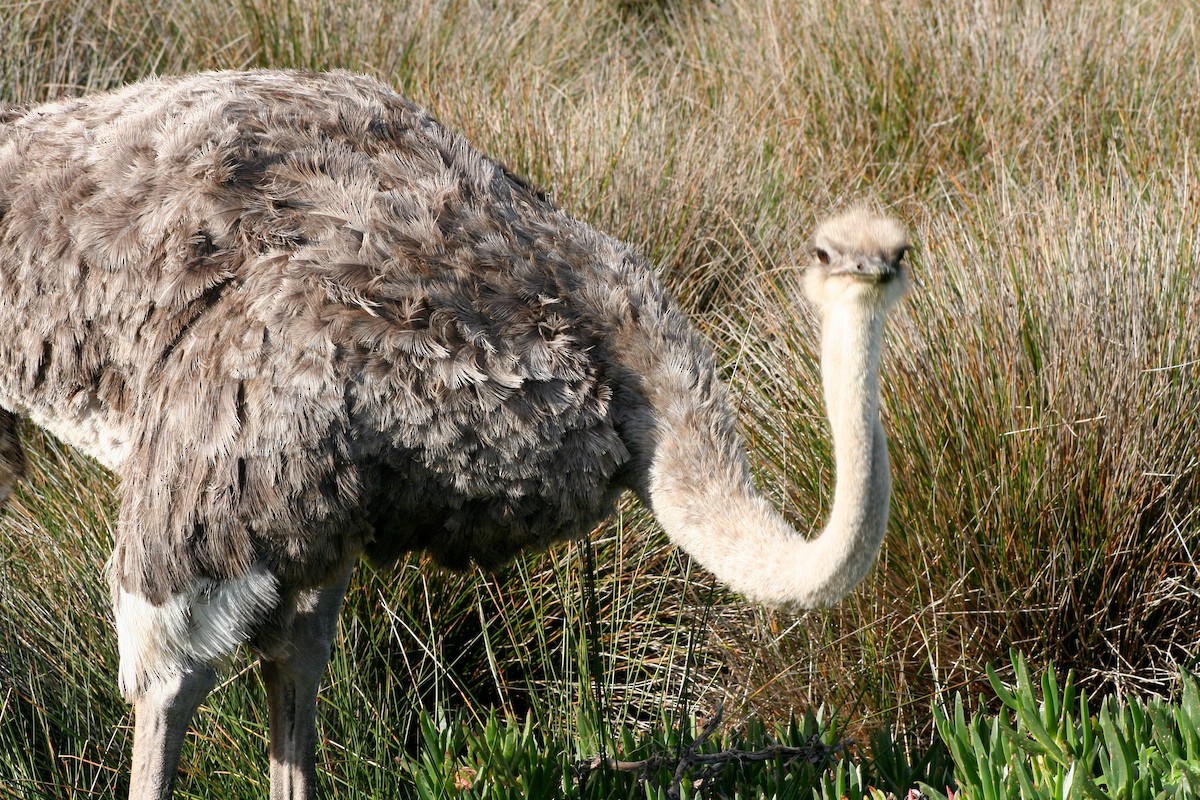 Common Ostrich - ML646879394