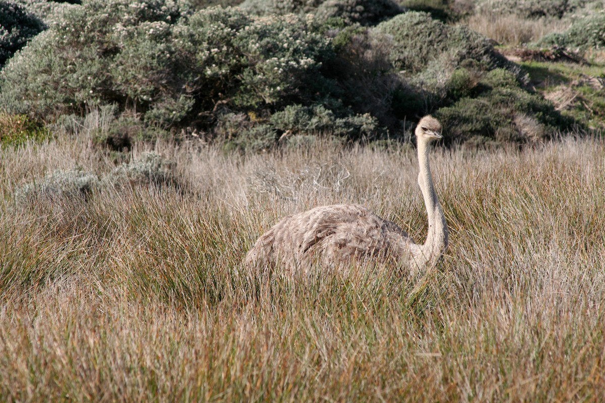 Common Ostrich - ML646879396