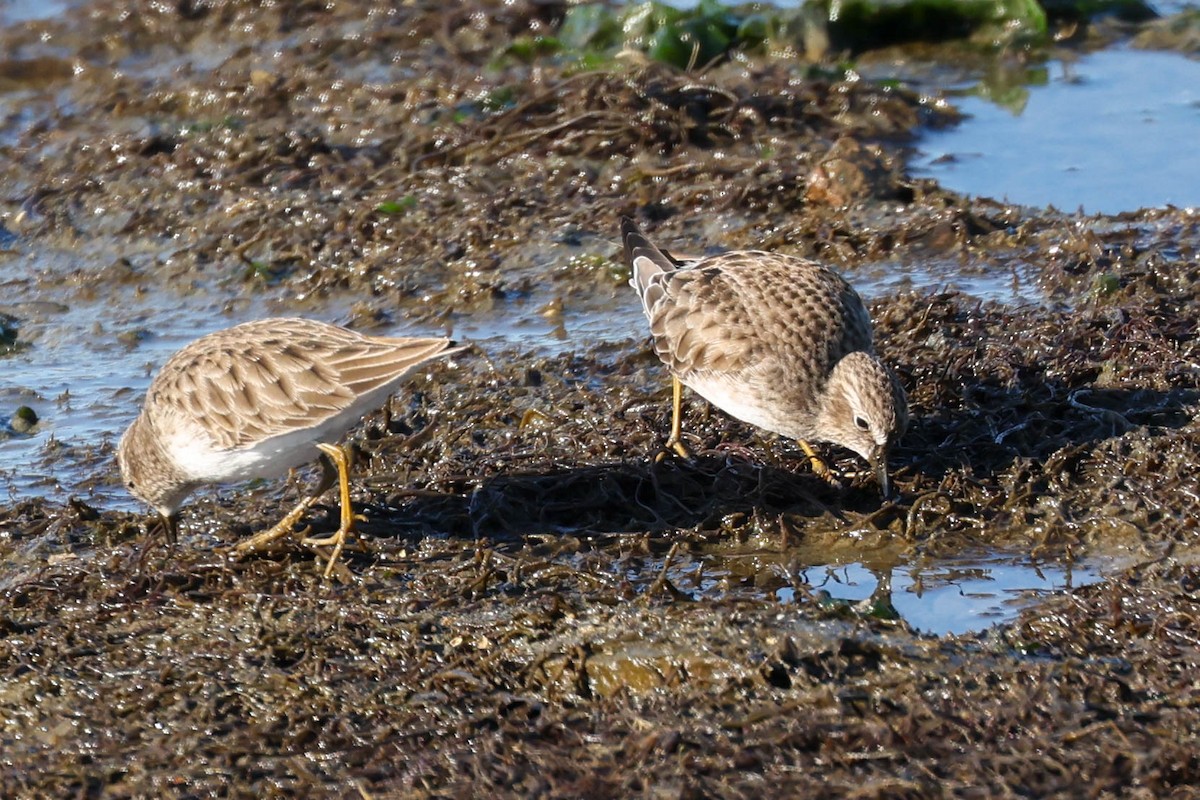 Least Sandpiper - ML646879397