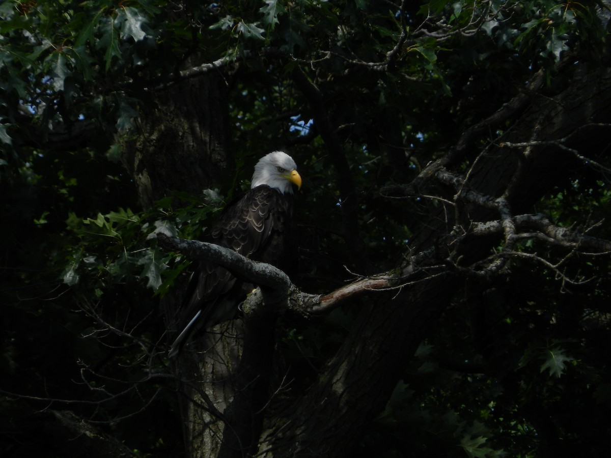 Bald Eagle - ML646879398