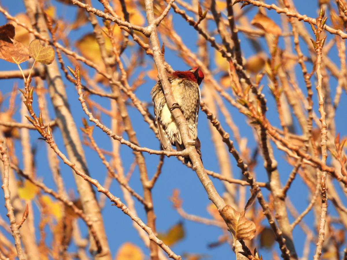 rødbrystsevjespett - ML646879403