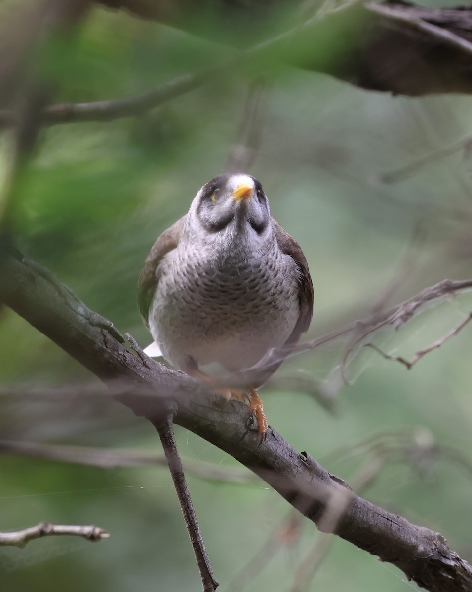 Черношапочная манорина - ML646879404