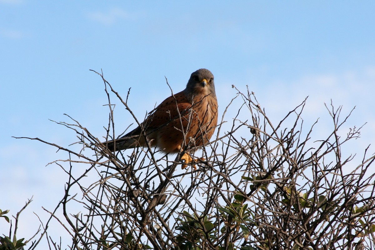 Rock Kestrel - ML646879408