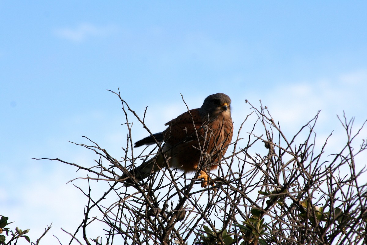 Rock Kestrel - ML646879409