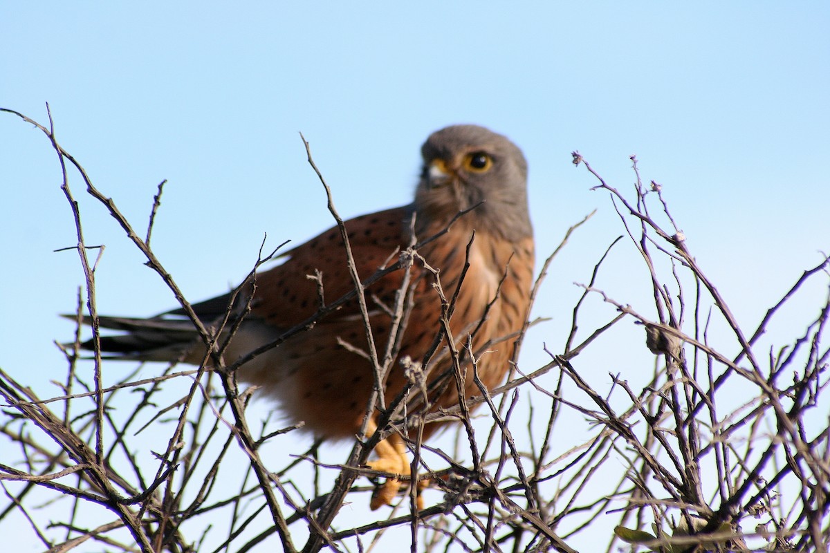 Rock Kestrel - ML646879410