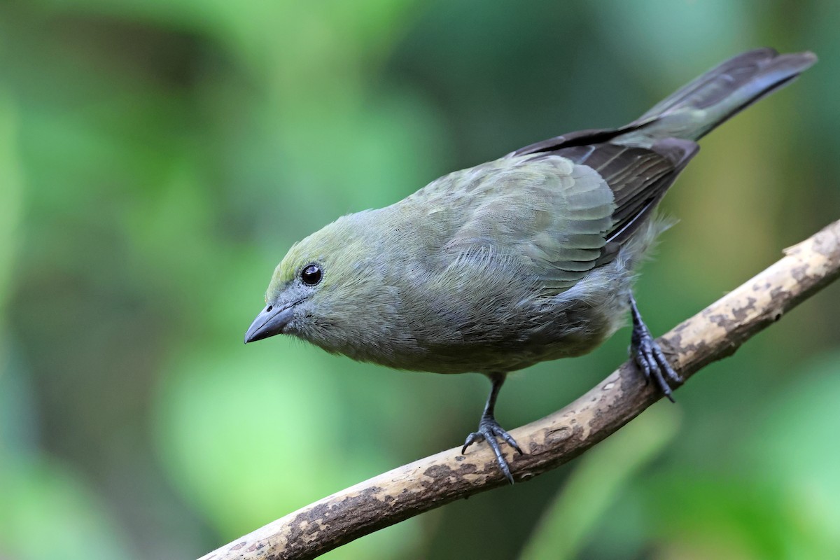 Tangara Palmera - ML646879411