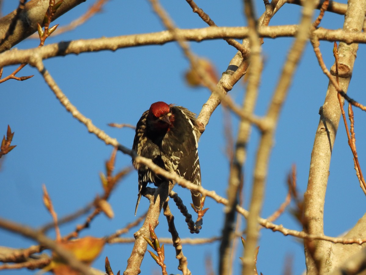 rødbrystsevjespett - ML646879413