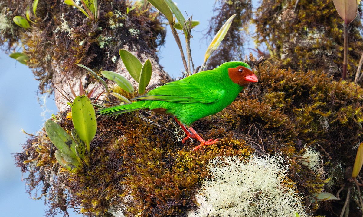 Yemyeşil Tangara - ML646879414