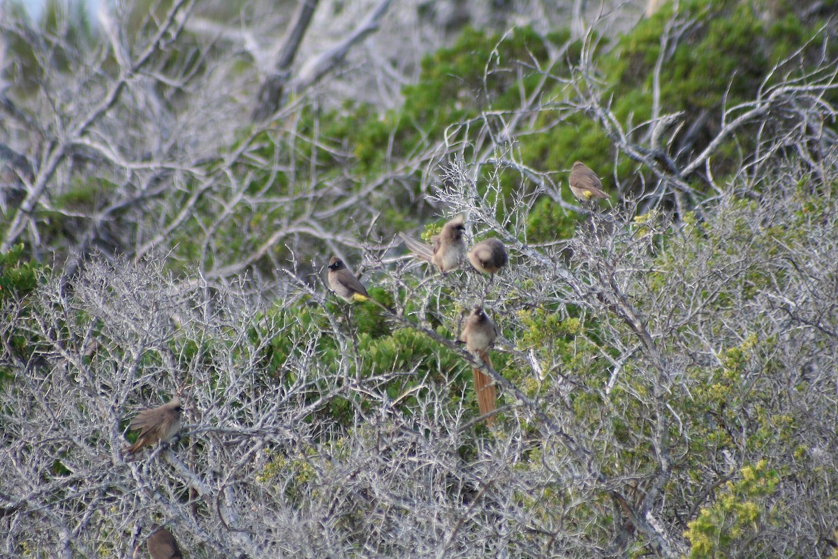 Cape Bulbul - ML646879415