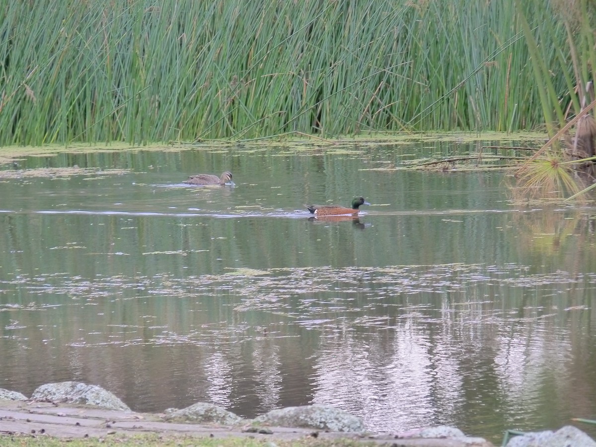 Augenbrauenente - ML646879418