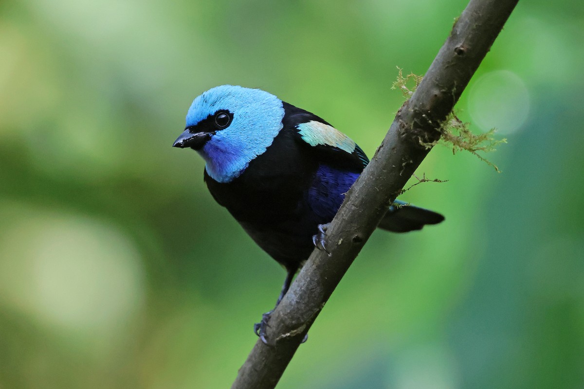 Танагра блакитношия - ML646879419