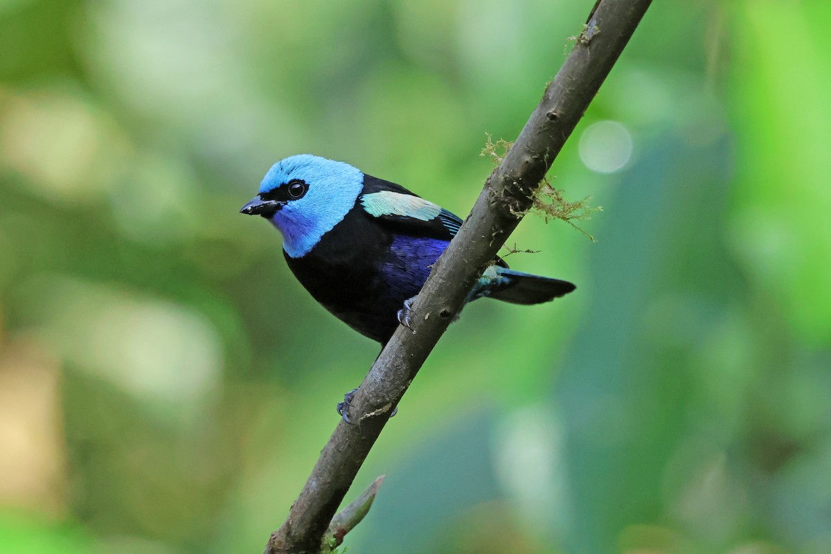 Танагра блакитношия - ML646879420