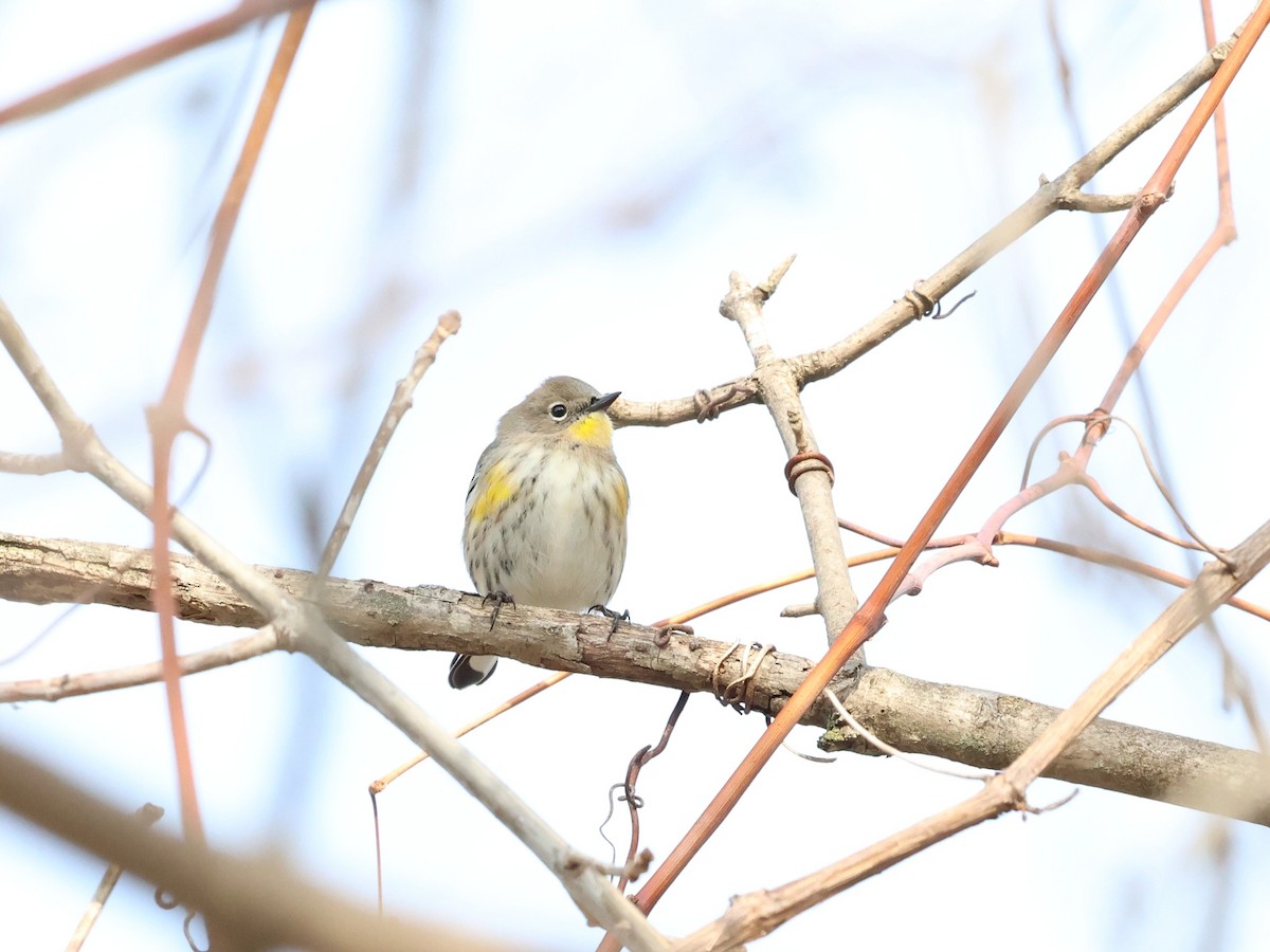 Yellow-rumped Warbler (Audubon's) - ML646879421