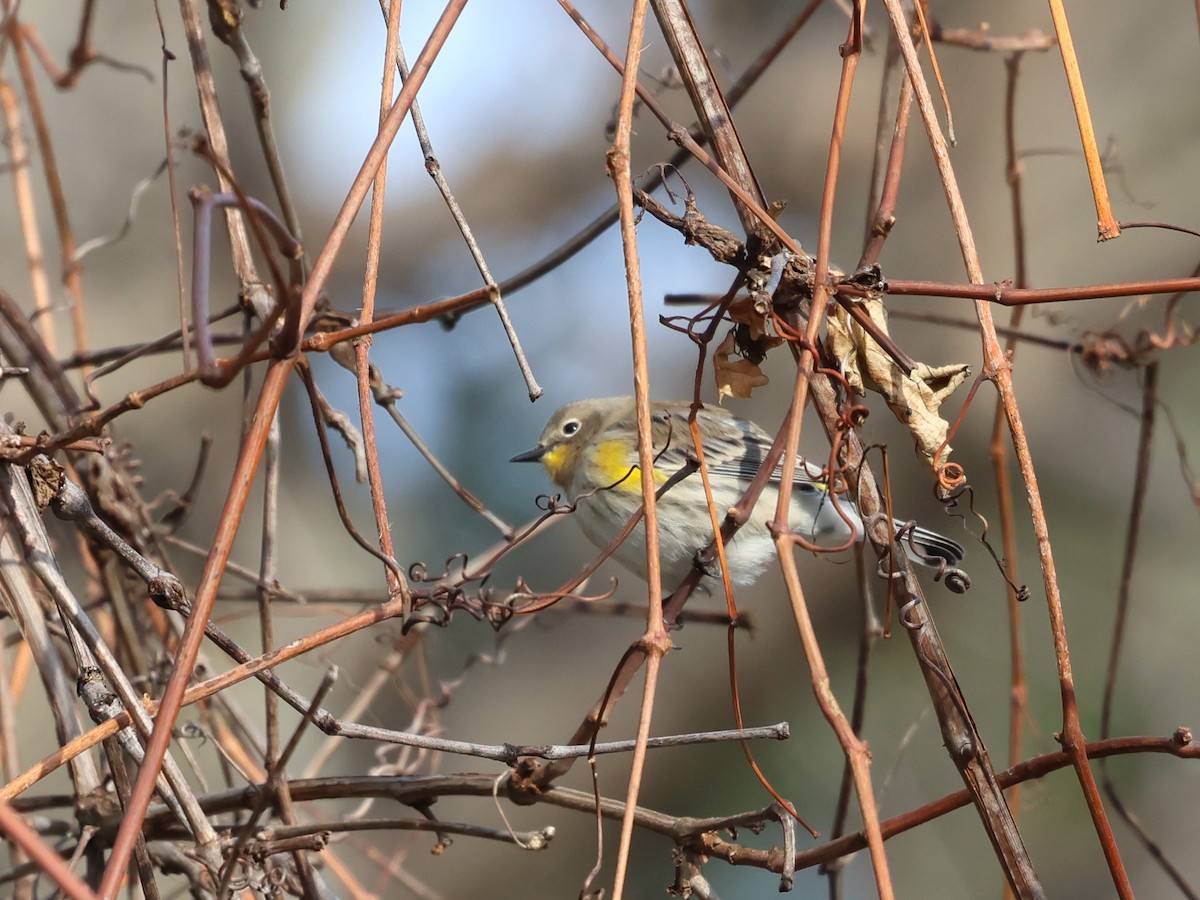 Yellow-rumped Warbler (Audubon's) - ML646879422