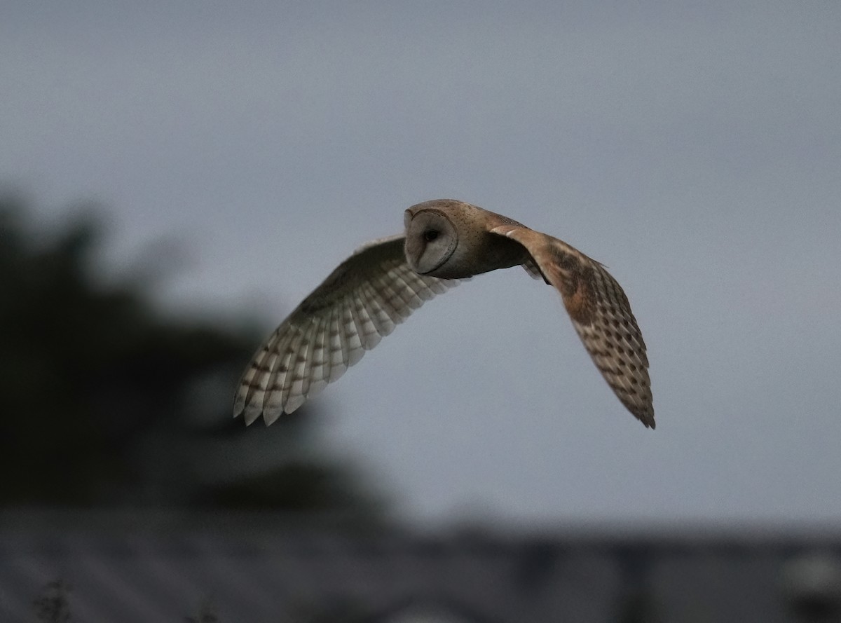 Amerikaschleiereule - ML646879423