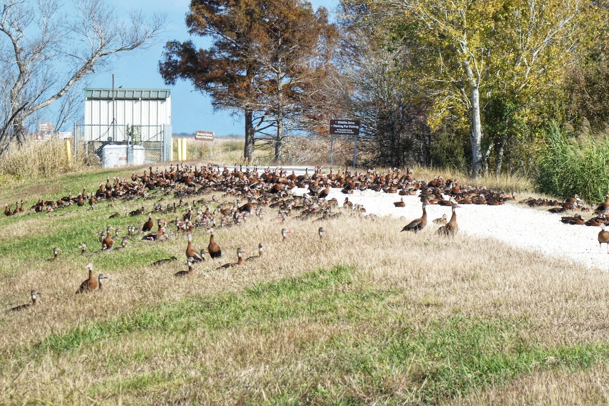 Kara Karınlı Islıkçı Ördek - ML646879424