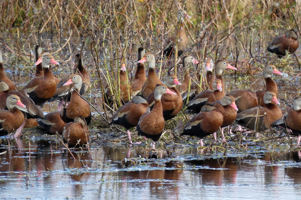 Kara Karınlı Islıkçı Ördek - ML646879425