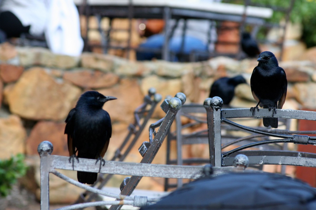 Red-winged Starling - ML646879437