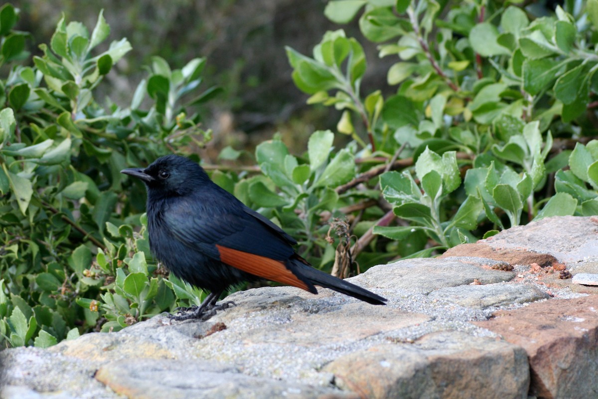 Red-winged Starling - ML646879438