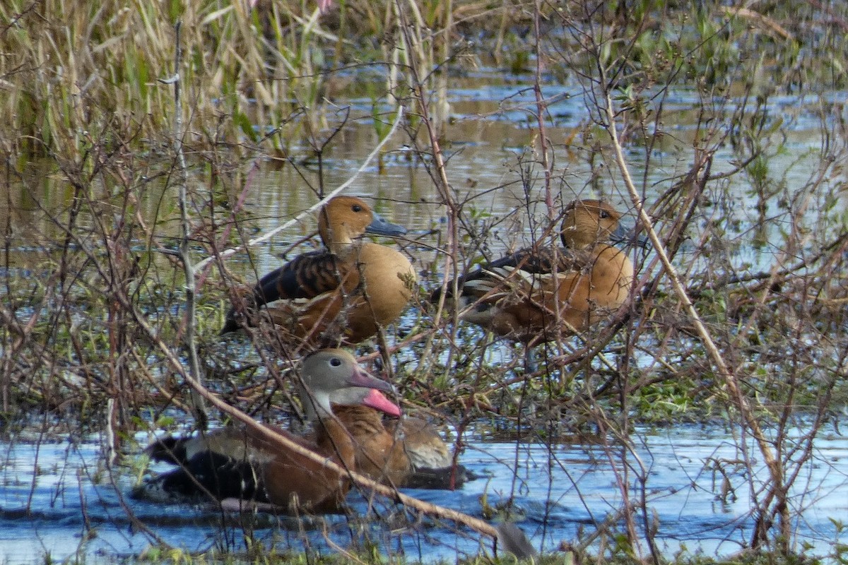 Zuhaitz-ahate kolorebikoa - ML646879441