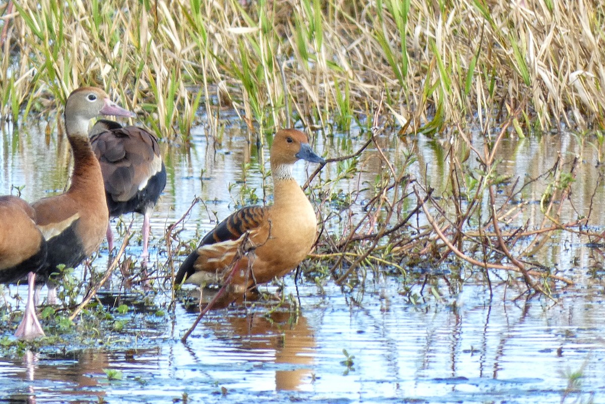 Zuhaitz-ahate kolorebikoa - ML646879442