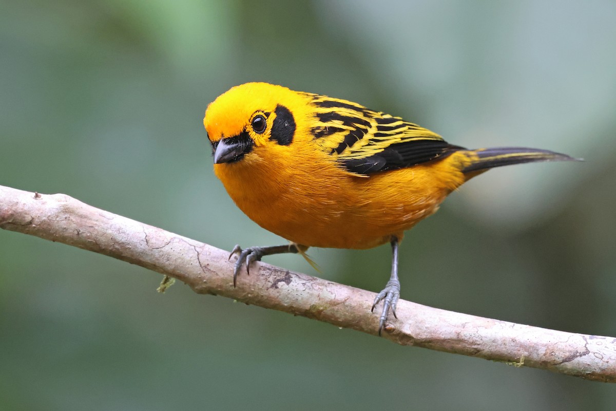 Tangara Dorada - ML646879443