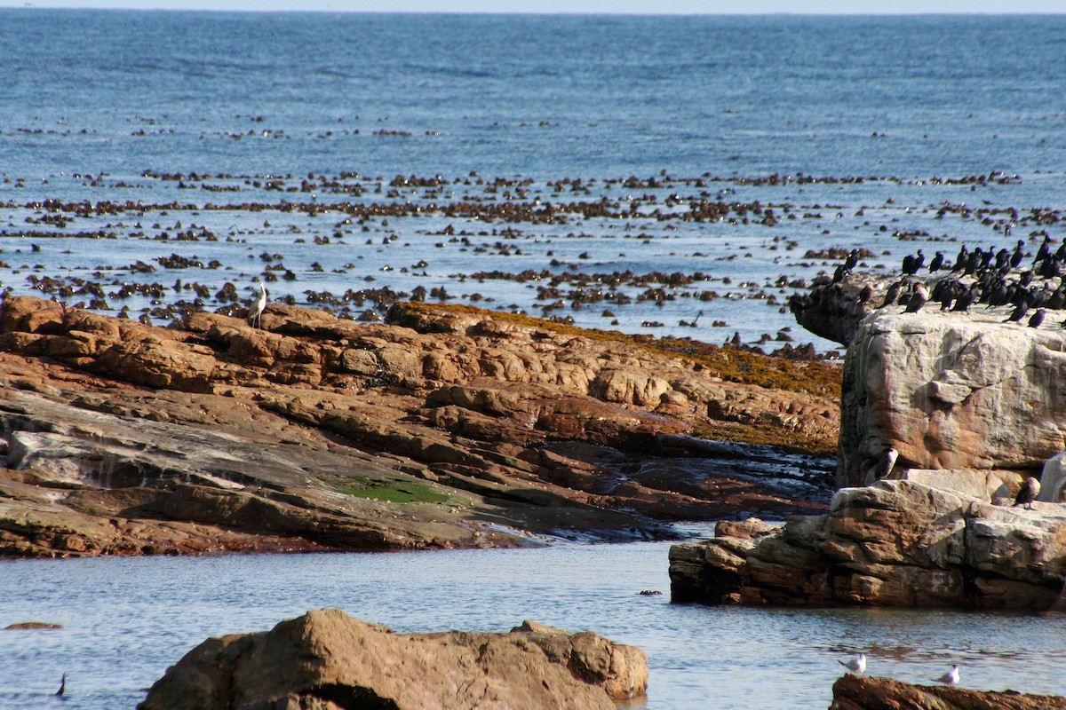 鸕鷀科 - ML646879448