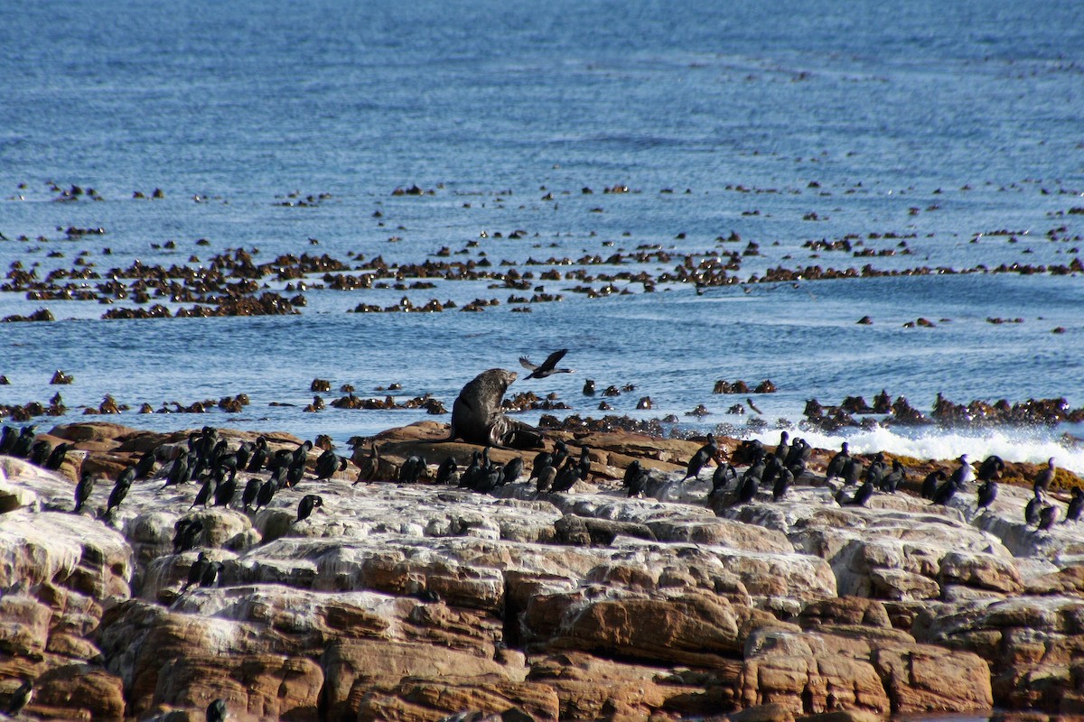 鸕鷀科 - ML646879449