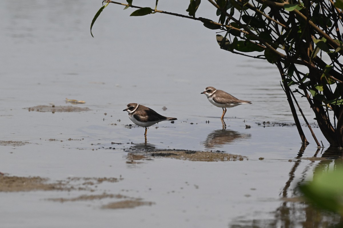 Pluvier semipalmé - ML646879451