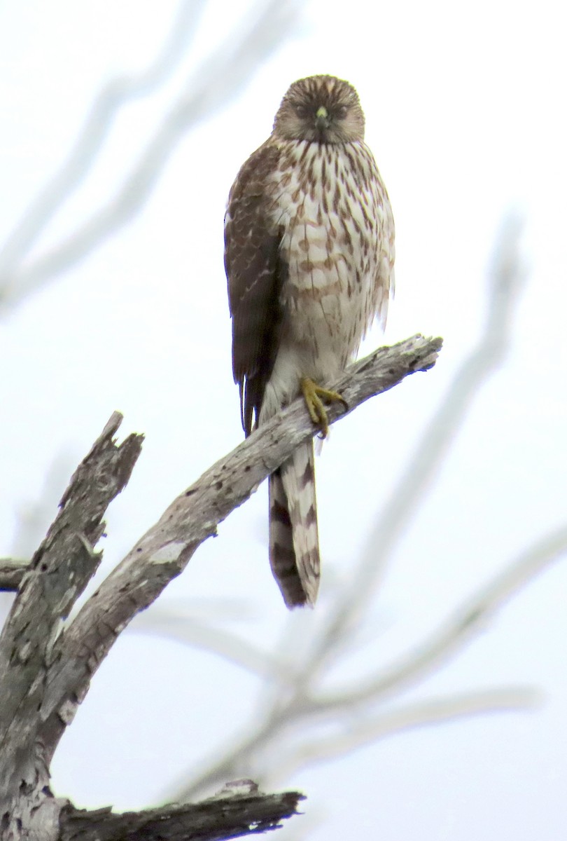 Épervier de Cooper - ML646879452