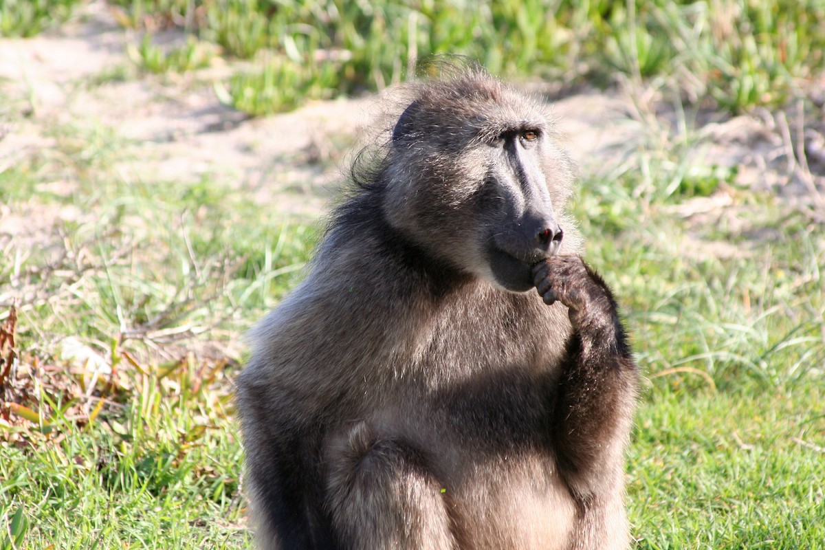 狒狒屬 - ML646879453