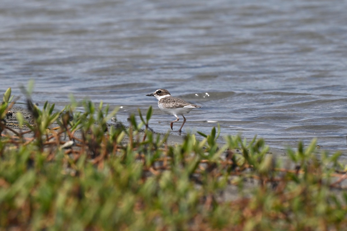 Pluvier de Wilson - ML646879455