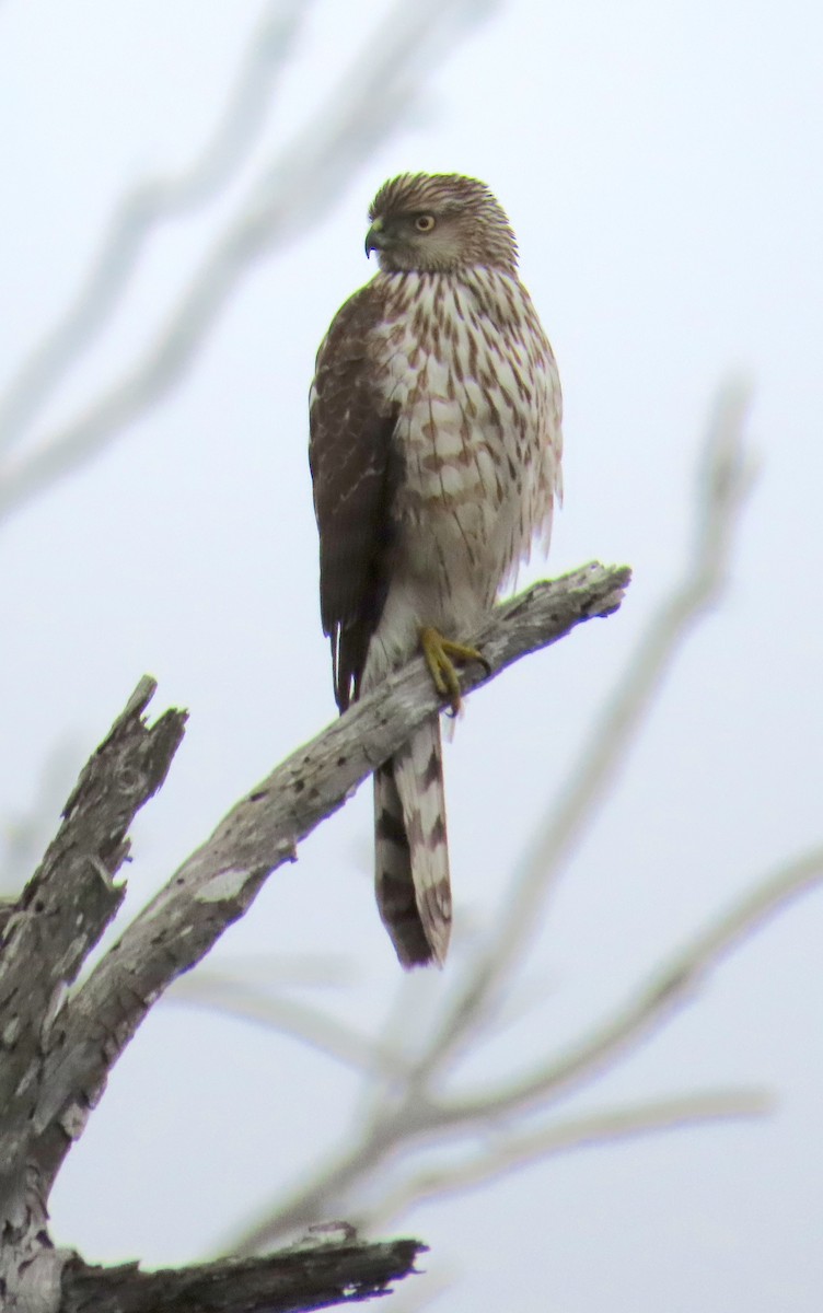 Épervier de Cooper - ML646879458