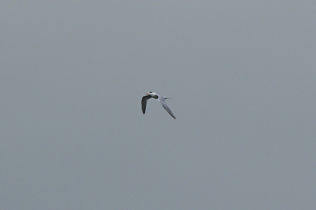 Sterne élégante - ML646879460