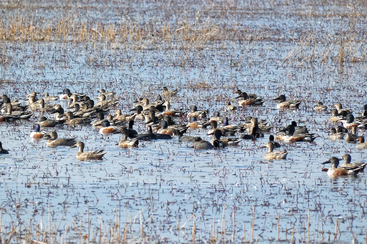 Kaşıkgaga - ML646879463