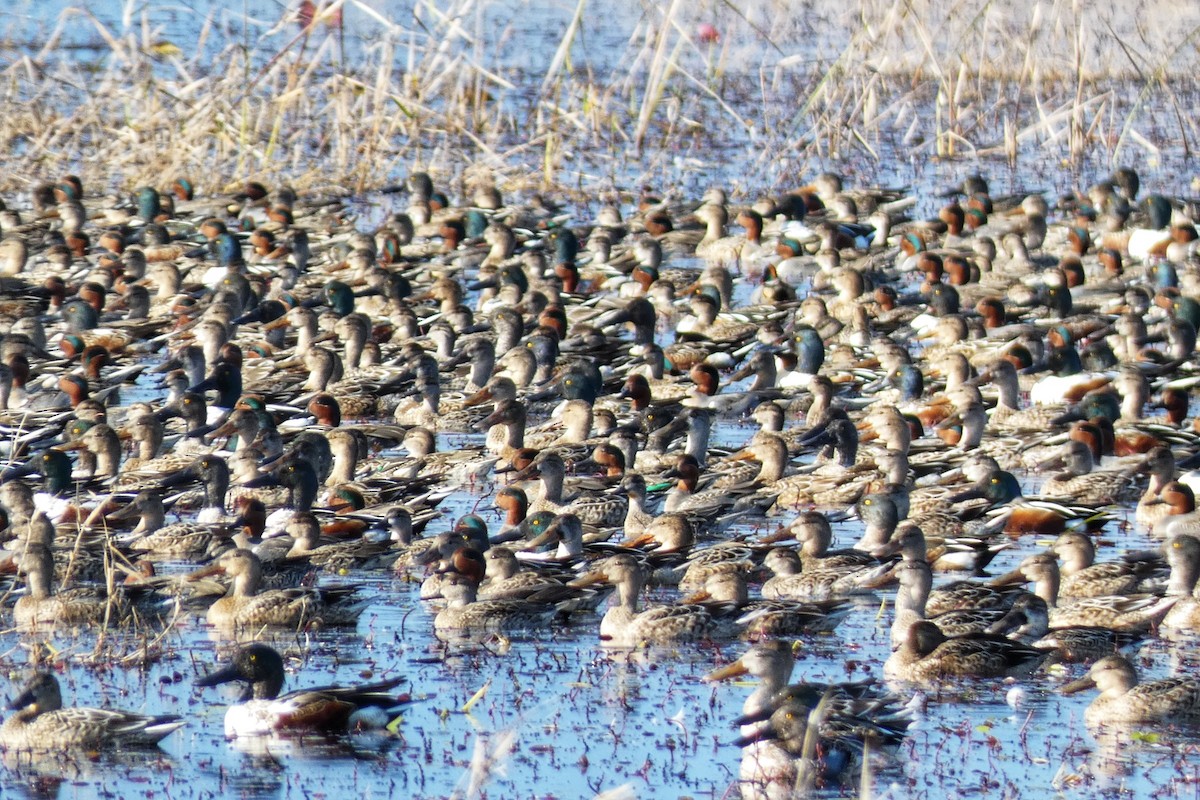 Kaşıkgaga - ML646879464