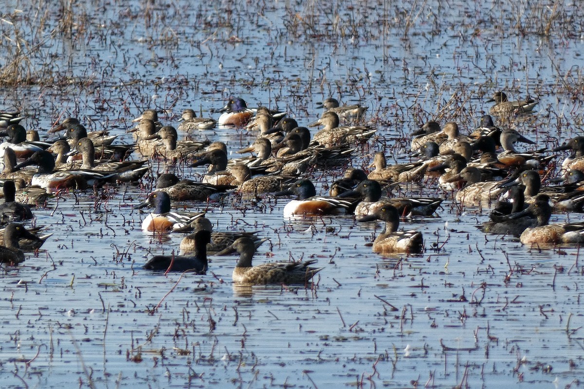 Kaşıkgaga - ML646879465