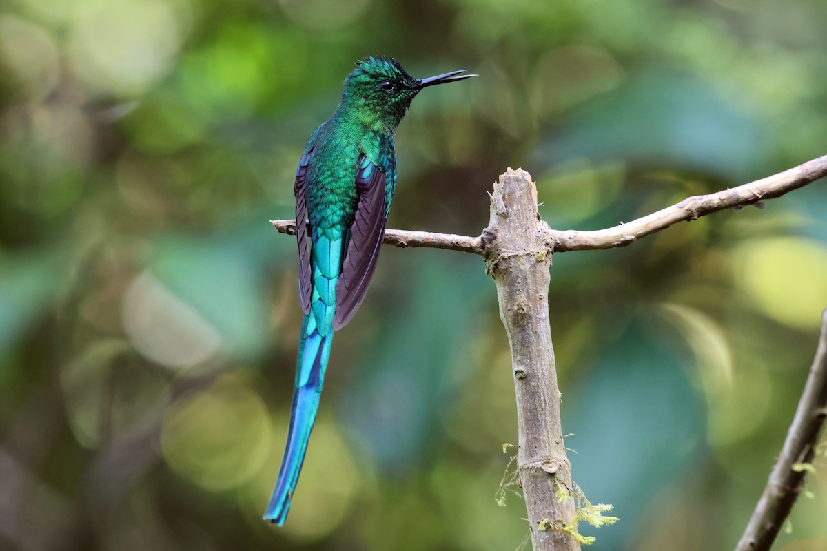 Silfo de King - ML646879469