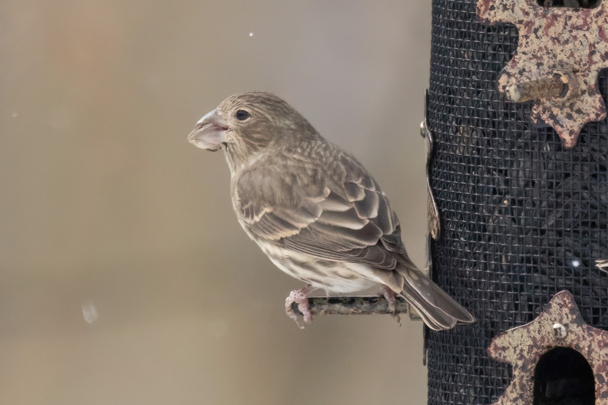House x Purple Finch (hybrid) - ML646879470