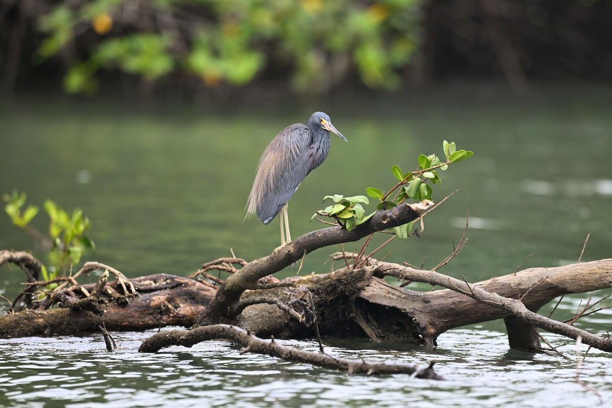 Aigrette tricolore - ML646879471