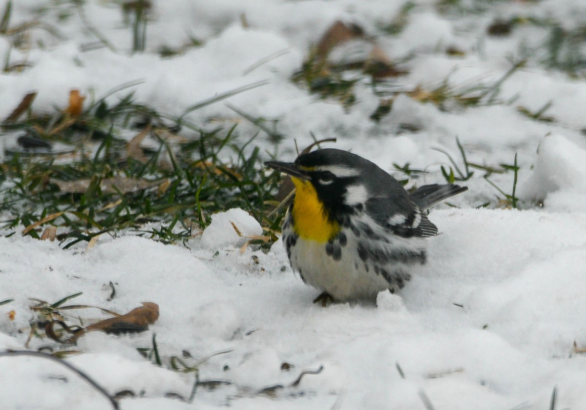 Yellow-throated Warbler - ML646879472