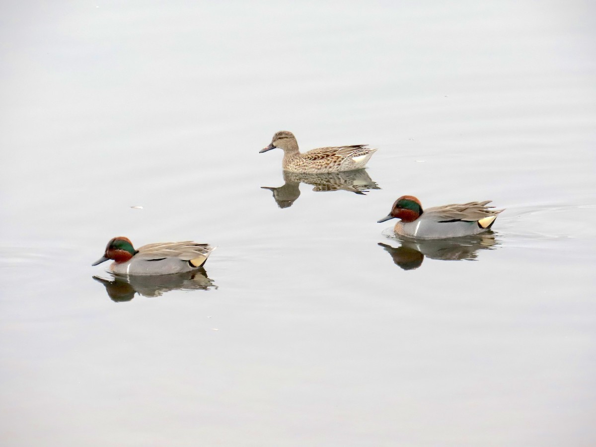 Sarcelle d'hiver - ML646879474