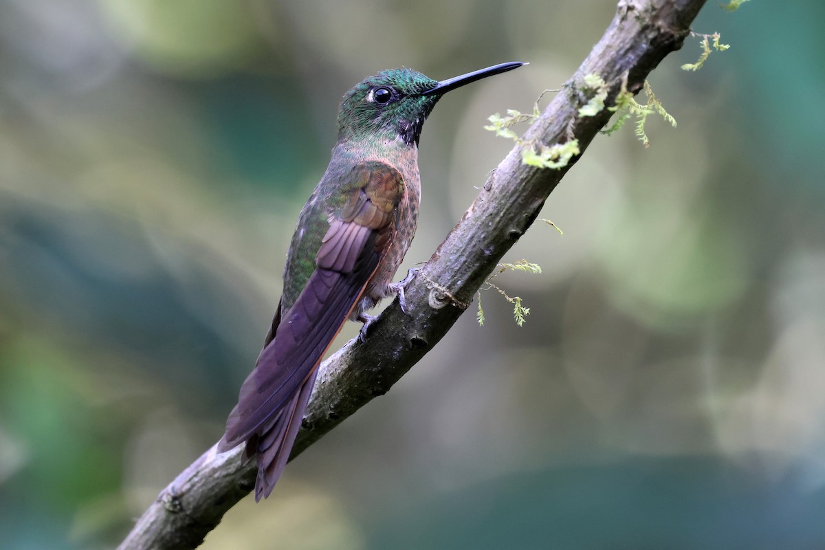 Brillante Pechigamuza - ML646879475