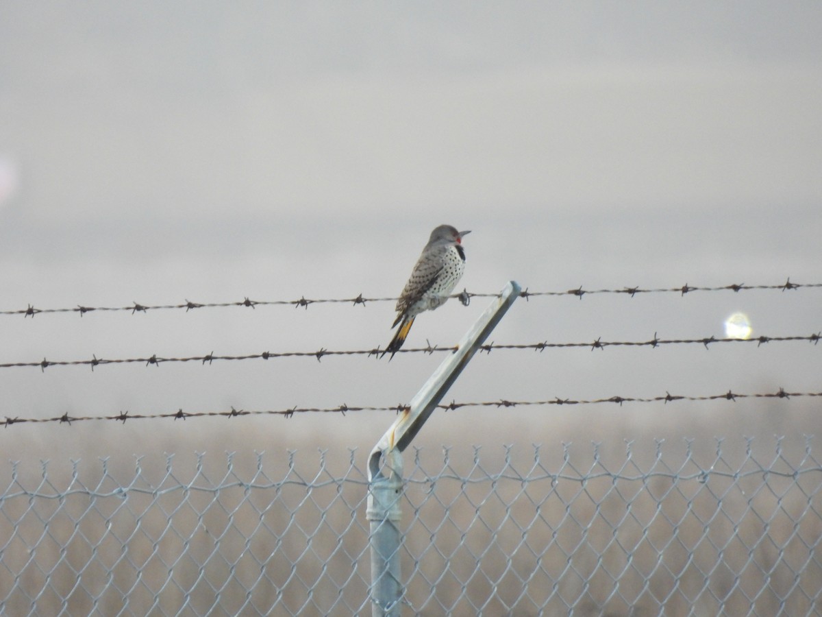 Altın Ağaçkakan (luteus x cafer) - ML646879477