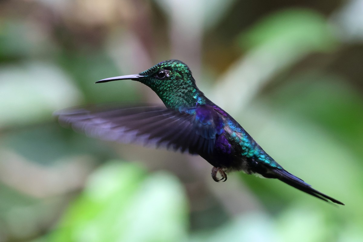 Zafiro Coronado - ML646879484